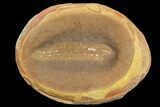 Pennsylvanian Worm (Astreptoscolex) Fossil - Mazon Creek #113222-1